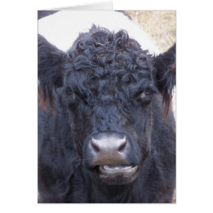 Galloway Cow-Belted-Galloway - Emma