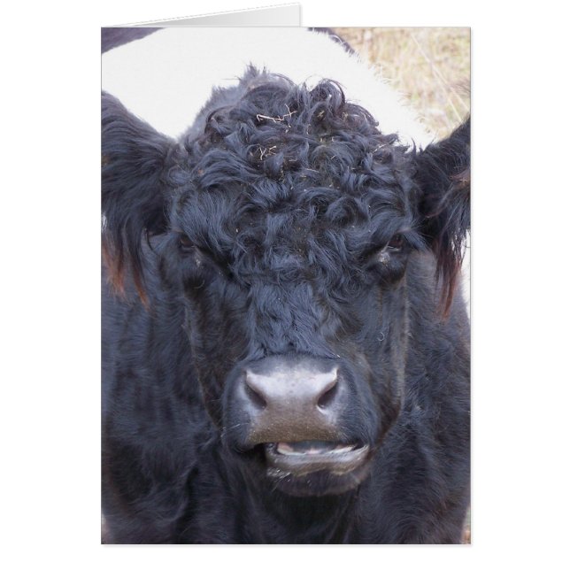 Galloway Cow-Belted-Galloway - Emma (Vorne)