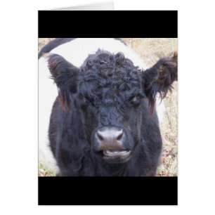 Galloway Cow - Emma Rare Breed Belties