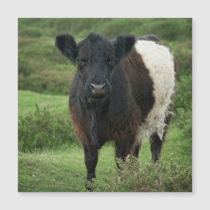 Galloway Cow Magnetkarte