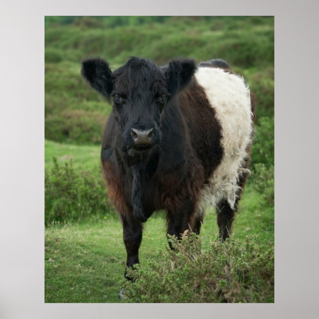 Galloway Cow Poster (Vorne)