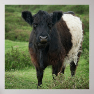 Galloway Cow Poster