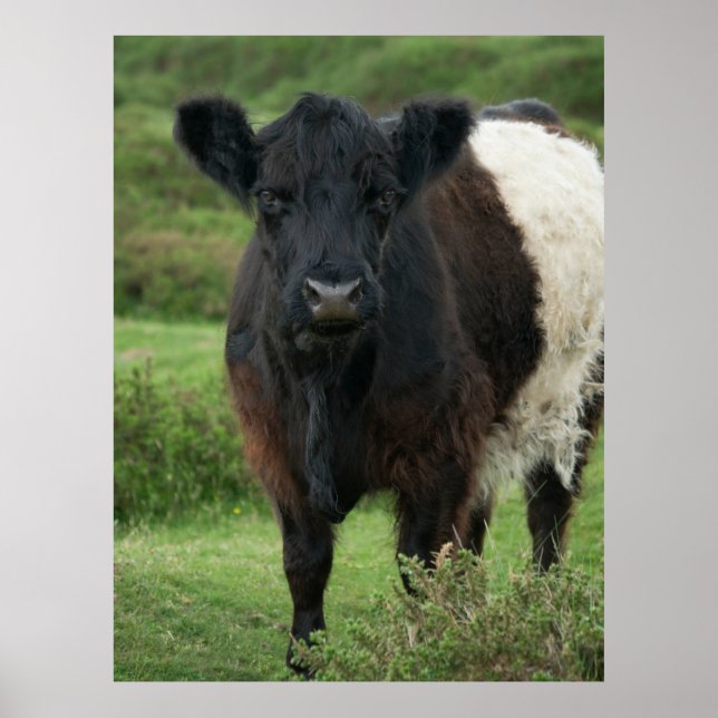 Galloway Cow Poster (Vorne)