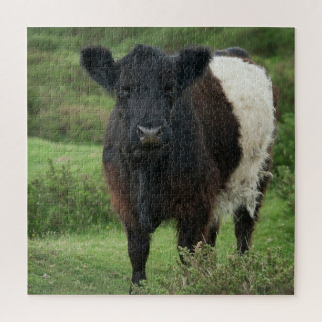 Galloway Cow Puzzle (Vertikal)