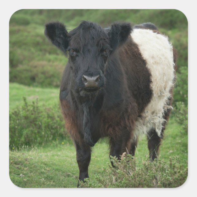 Galloway Cow Quadratischer Aufkleber (Vorderseite)