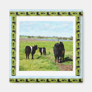 Galloway Cows Framed Fridge Magnet