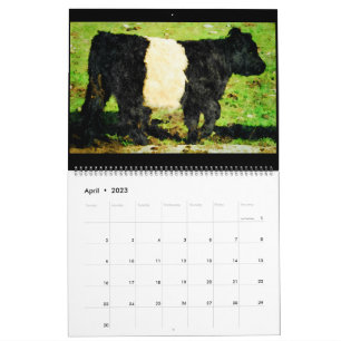 Galloway-Kuh-Aquarell-Gemälde-Kalender Kalender