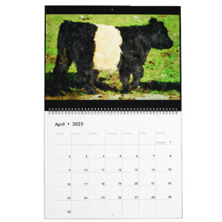 Galloway-Kuh-Aquarell-Gemälde-Kalender Kalender