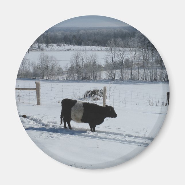 Galloway Kuh in einer verschneiten Landschaft Magnet (Vorne)