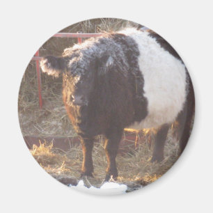 Galloway Kuh Magnet