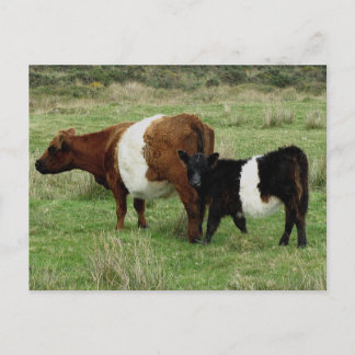 Galloway-Kuh und Kalb Postkarte