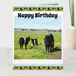 Galloway Kühe Gerahmt, Big Birthday Card Karte