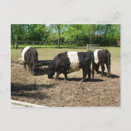 Galloway Postcard Postkarte