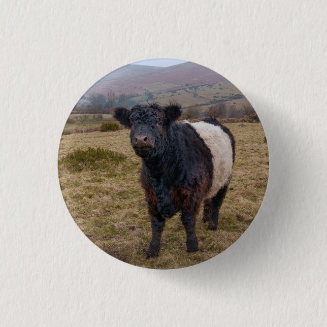 Galloway Stehend Stolz auf Dartmoor Farmlan Button (Vorderseite)