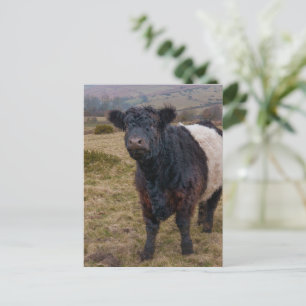 Galloway Stehend Stolz auf Dartmoor Farmlan Postkarte