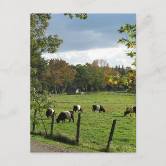 Galloways Postkarte