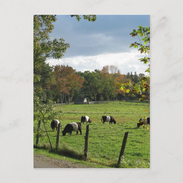 Galloways Postkarte (Vorderseite)