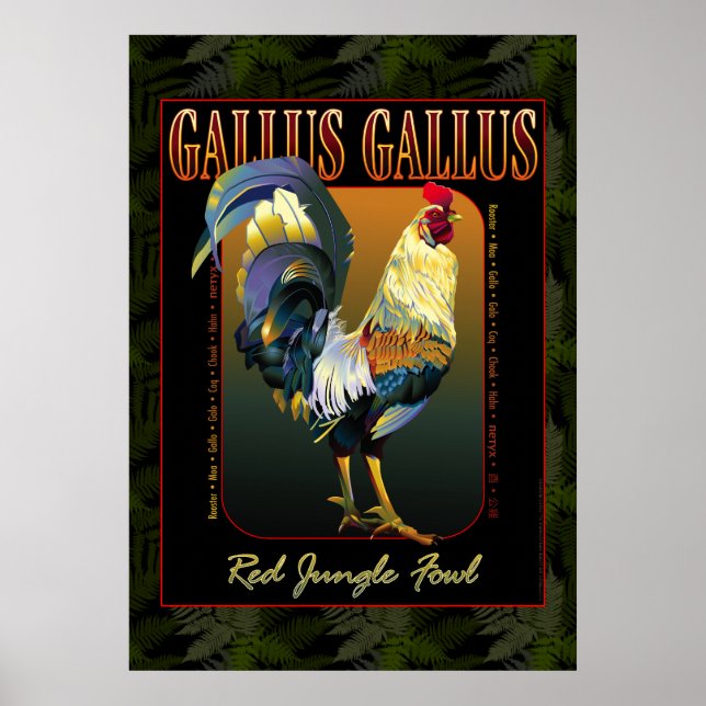 Gallus Gallus International Poster (Vorne)