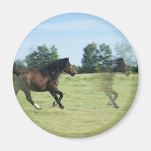 Galoppierender Mustang-runder Magnet