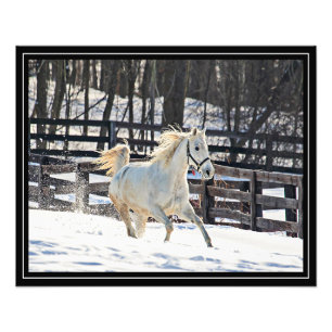 Galoppierendes weißes Pferd Fotodruck
