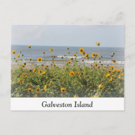 Galveston Island Beach Blume Postcard Postkarte