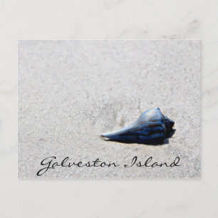 Galveston Island Sea Muschel Postkarte