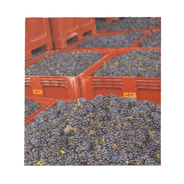 Gamay-Trauben aus der Ernte im Notizblock (Vorderseite)