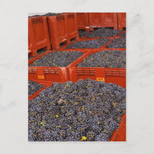 Gamay-Trauben direkt vom Ernteort bei der Postkarte