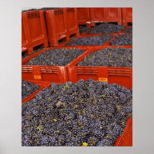 Gamay-Trauben direkt von der Ernte in der Poster