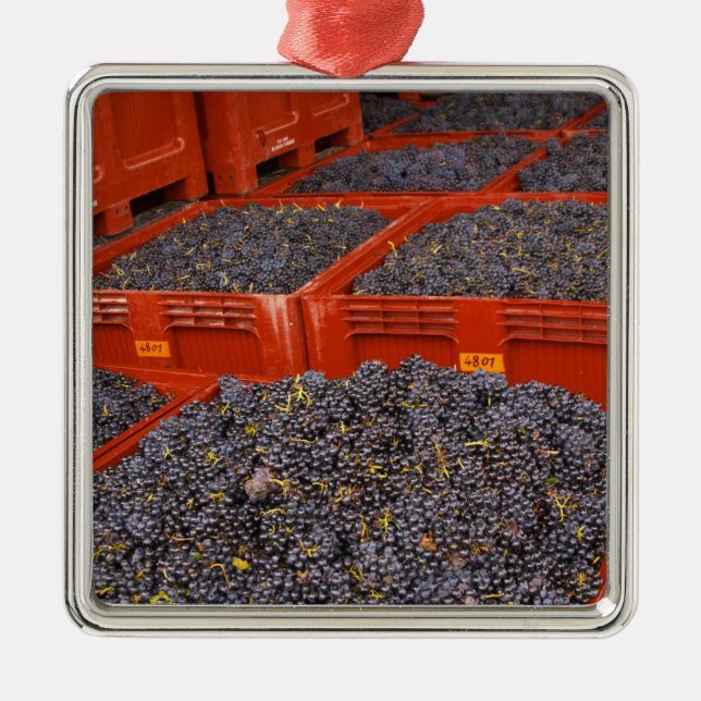 Gamay-Trauben unmittelbar nach der Ernte im Ornament Aus Metall (Vorne)