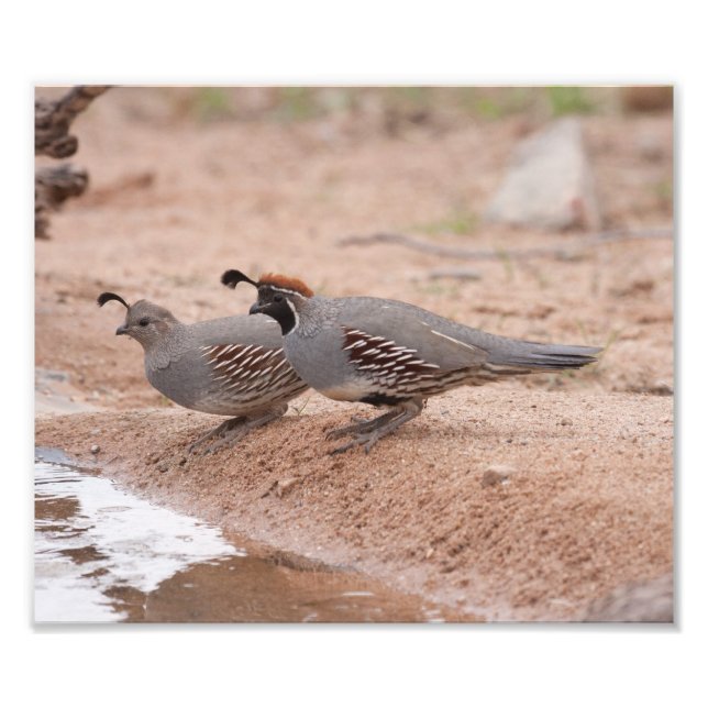 Gambel-Quail von Männern und Frauen Fotodruck (Vorne)