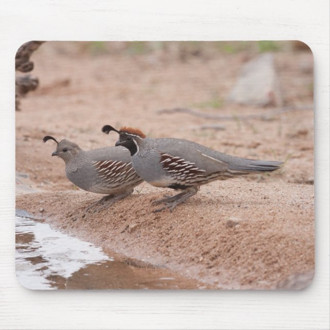 Gambel-Quail von Männern und Frauen Mousepad (Vorne)