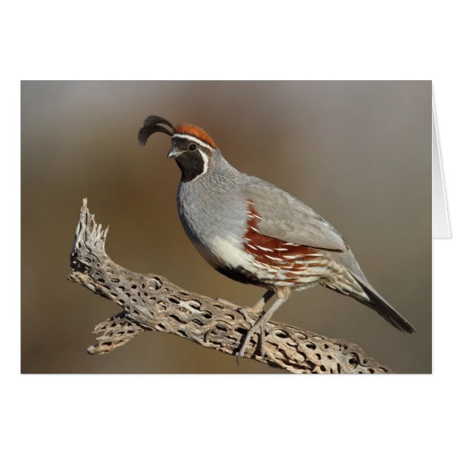 Gambels Quail (Vorderseite (Horizontal))