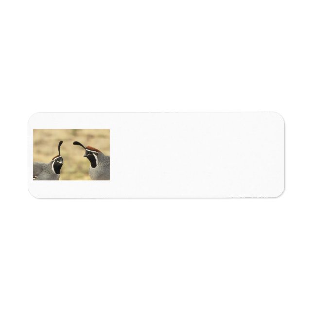 Gambel's Quail Address Labels (Vorne)