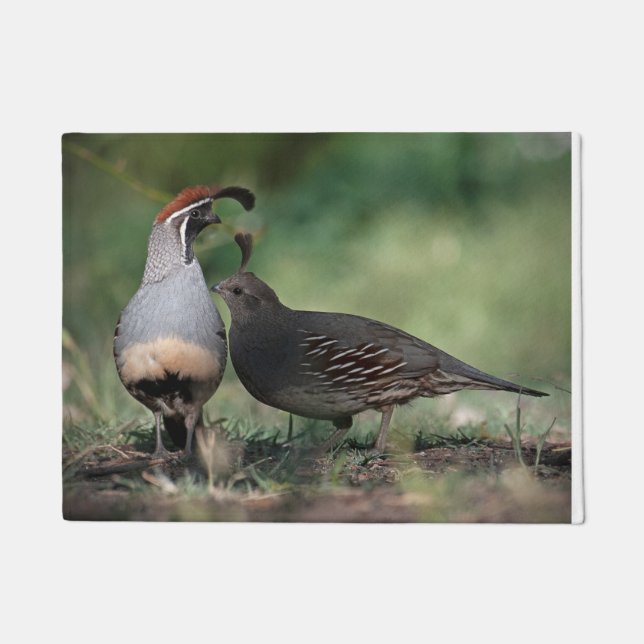 Gambel's Quail Door Mat Fußmatte (Vorderseite)