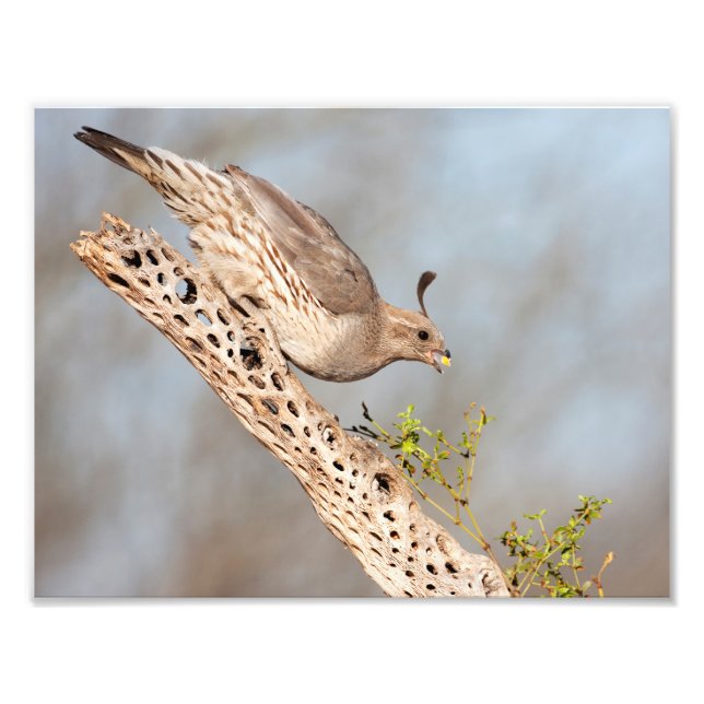 Gambels Quail Fotodruck (Vorne)