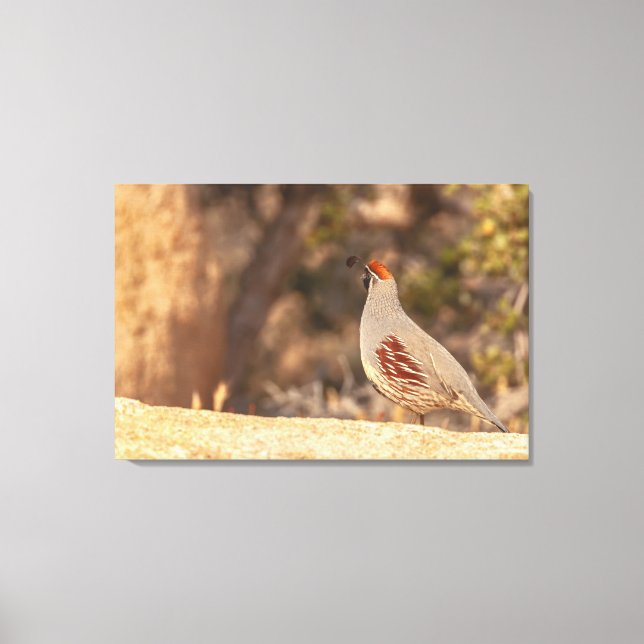 Gambels Quail Leinwanddruck (Vorderseite)