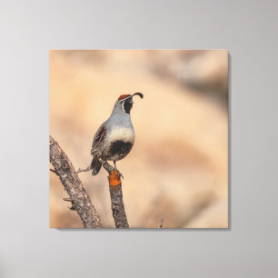Gambels Quail Leinwanddruck