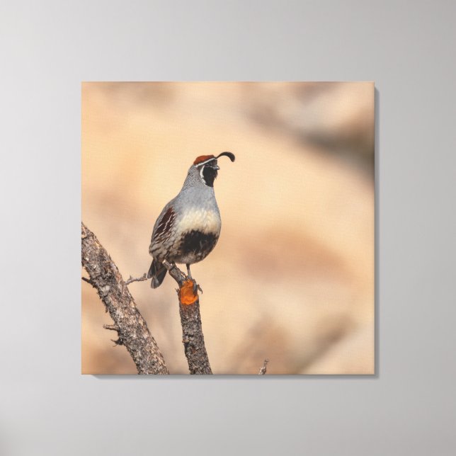 Gambels Quail Leinwanddruck (Vorderseite)