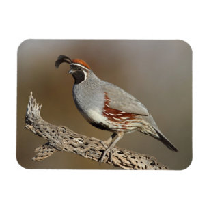 Gambels Quail Magnet