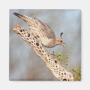 Gambels Quail Magnet