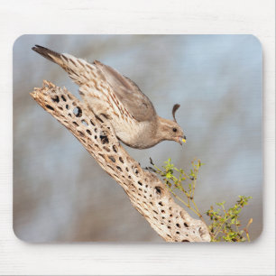 Gambels Quail Mousepad