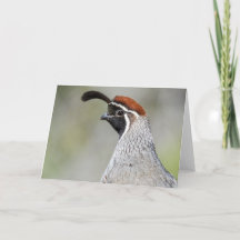 Gambel's Quail Notecard