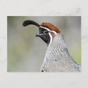 Gambels Quail Postkarte