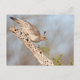 Gambels Quail Postkarte