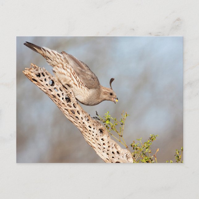 Gambels Quail Postkarte (Vorderseite)