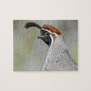 Gambels Quail-Puzzle Puzzle