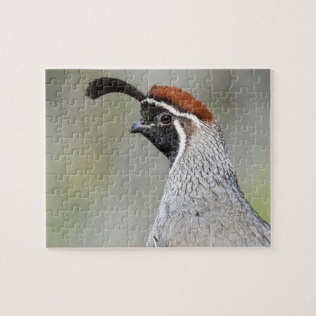 Gambels Quail-Puzzle Puzzle (Horizontal)
