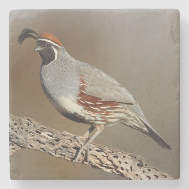 Gambels Quail Steinuntersetzer (Vorderseite)