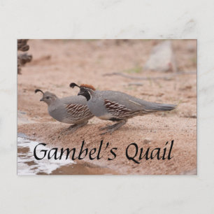 Gambel's Quail trinken Postkarte